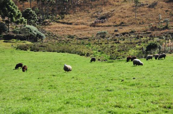 Ovelhas aproveitam o dia de sol em São José dos Ausentes - RS